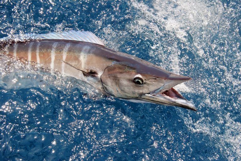 Tournaments West Palm Beach Fishing Club